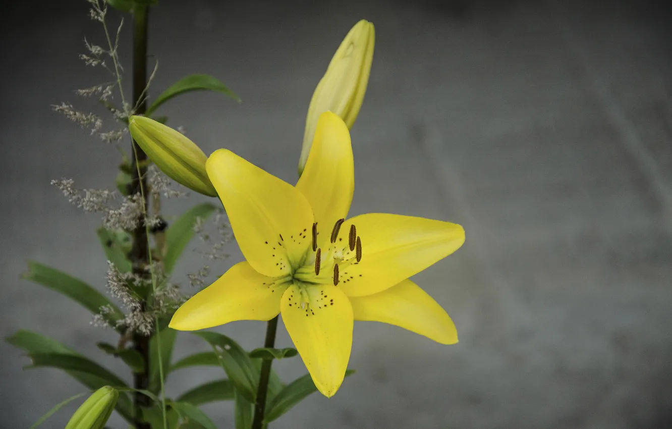 Photo wallpaper flower, yellow, Lily, yellow Lily
