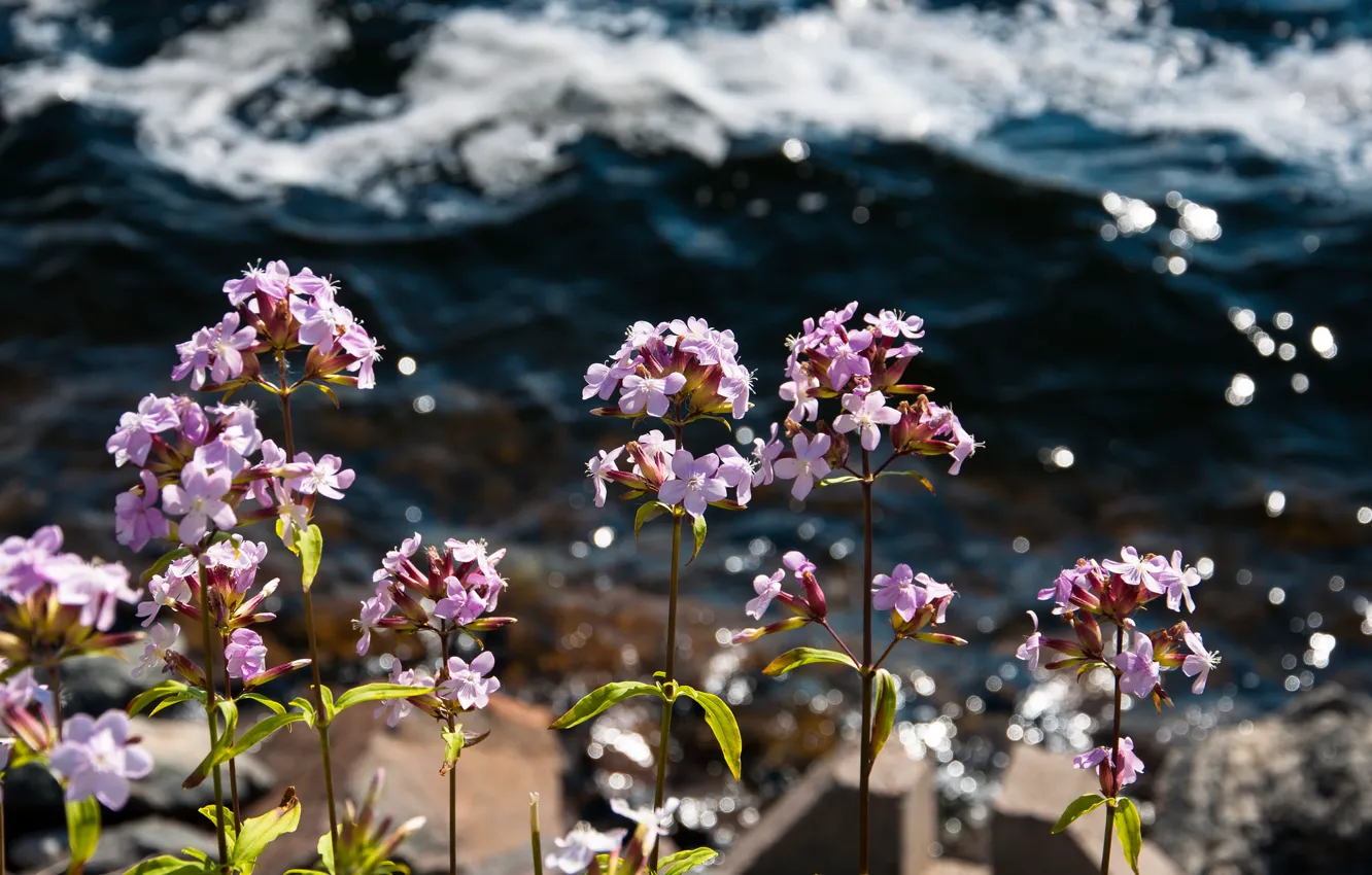Photo wallpaper sea, water, flowers, pink, small