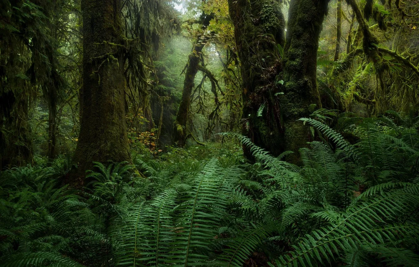 Photo wallpaper forest, trees, nature, fern