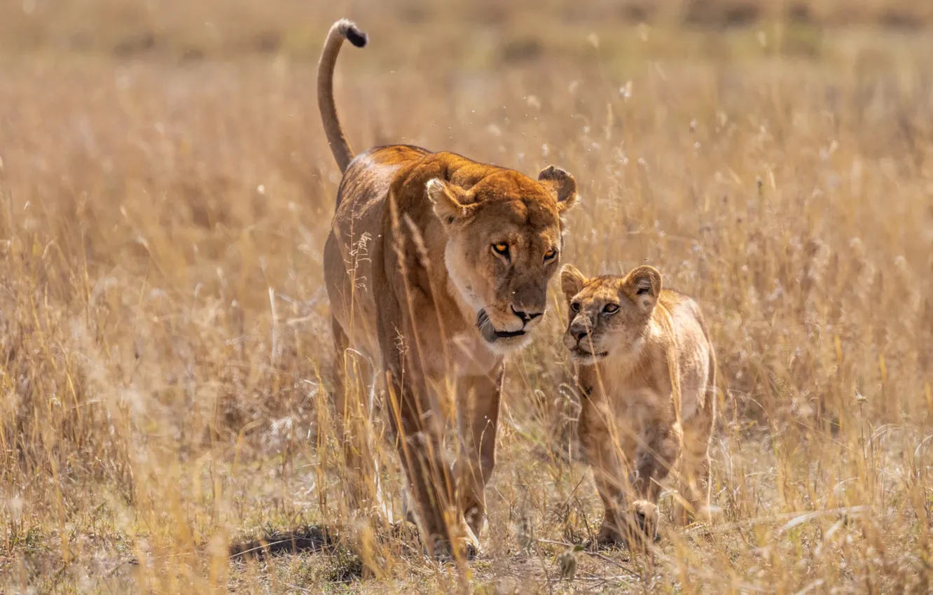 Photo wallpaper nature, Leo, baby, pair, walk, lioness, mom, lion