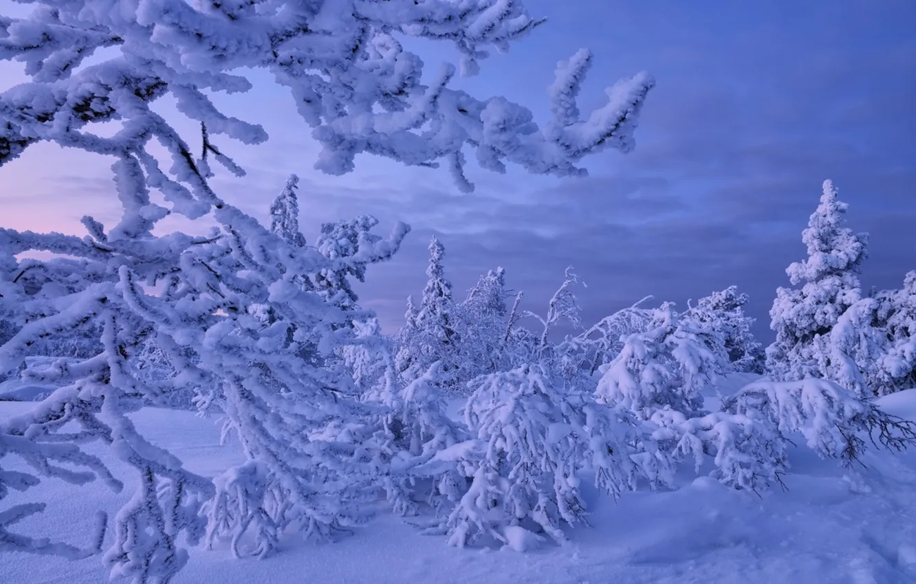Photo wallpaper winter, Snow, frost, Russia, Murmansk oblast