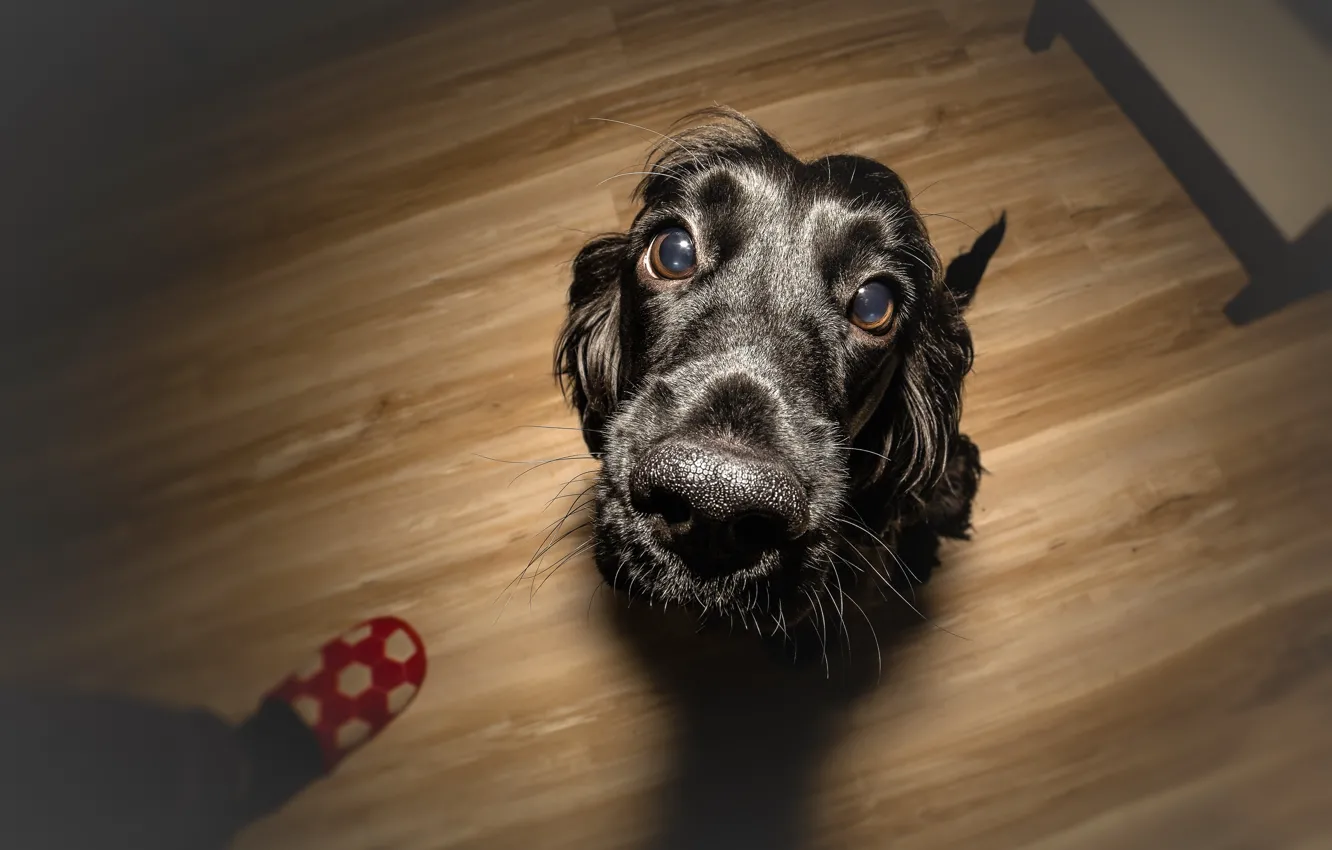 Photo wallpaper dog, bokeh, wallpaper., beautiful background, training, purebred happy friendly, the reward is a treat, pet …