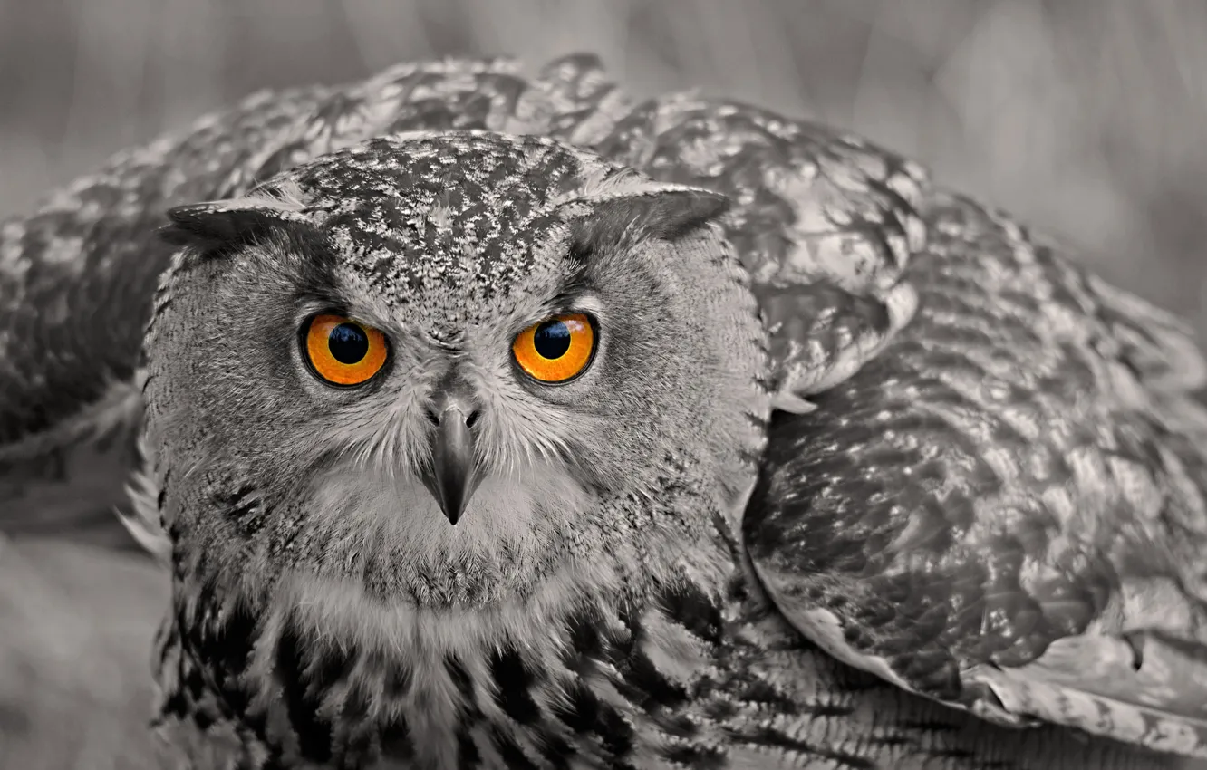Photo wallpaper look, owl, bird