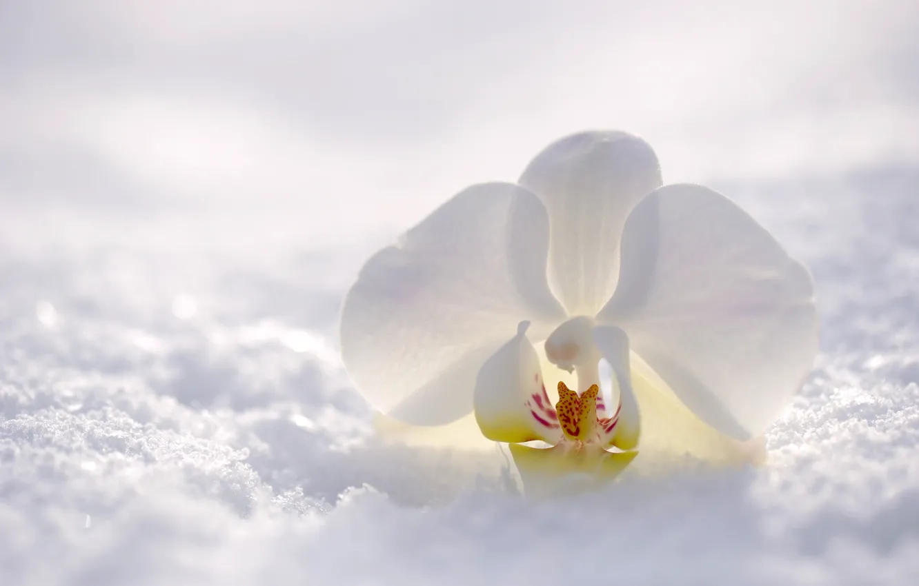 Photo wallpaper winter, flower, snow, nature, Orchid