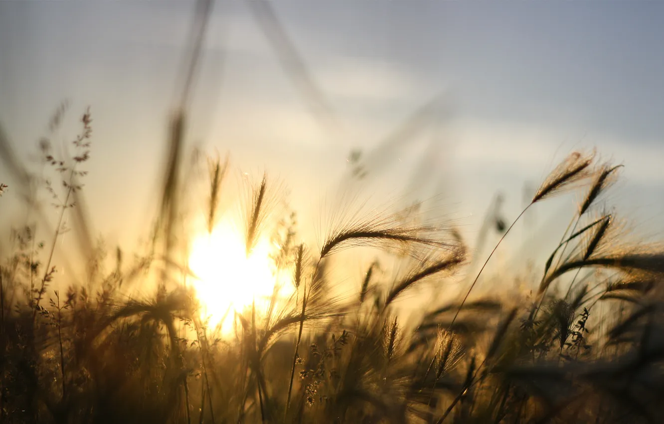 Photo wallpaper the sky, grass, the sun, rays, sunset, barley