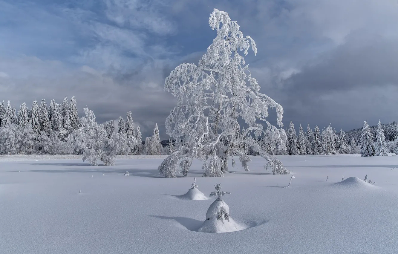 Photo wallpaper winter, snow, trees, landscape, tree