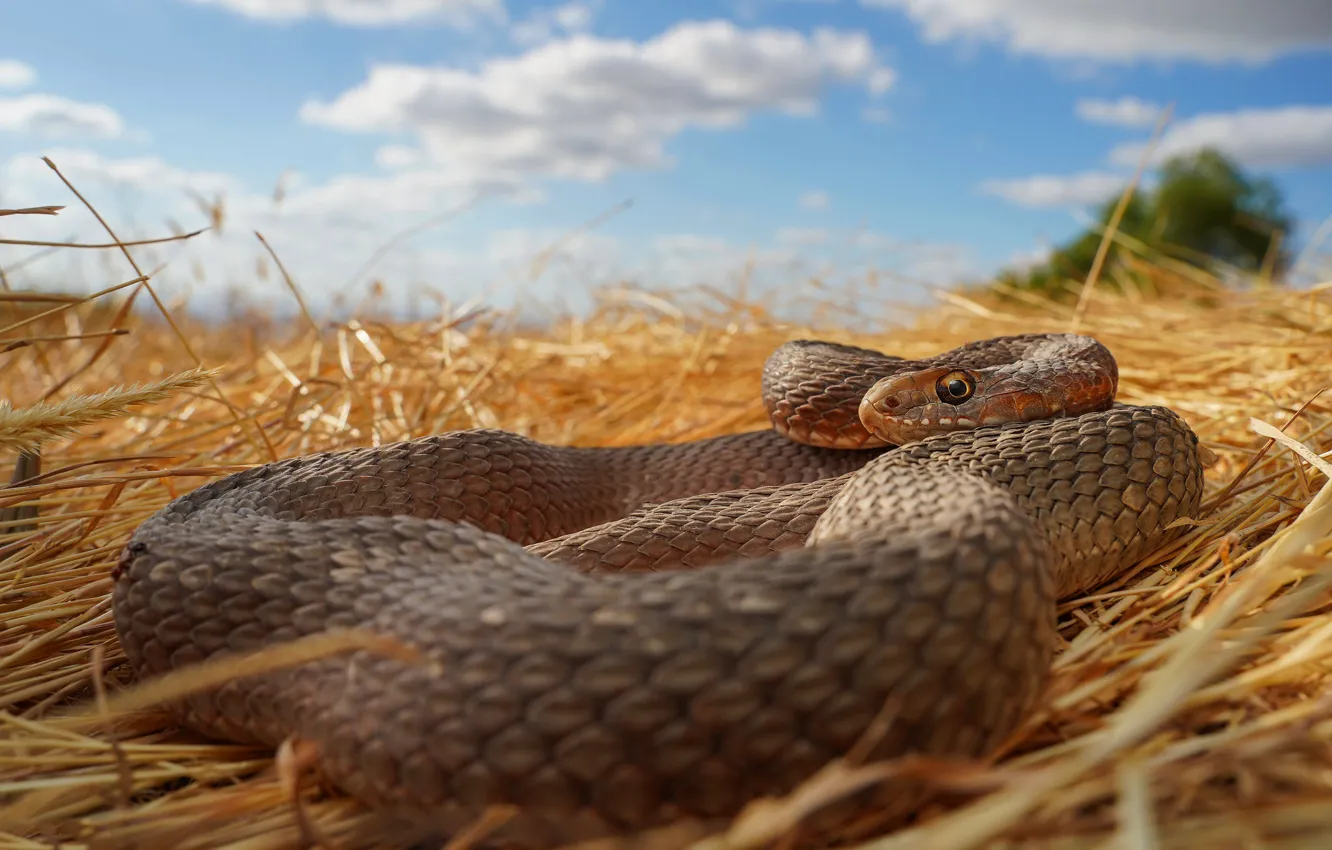 Photo wallpaper the sky, snake, hay, straw