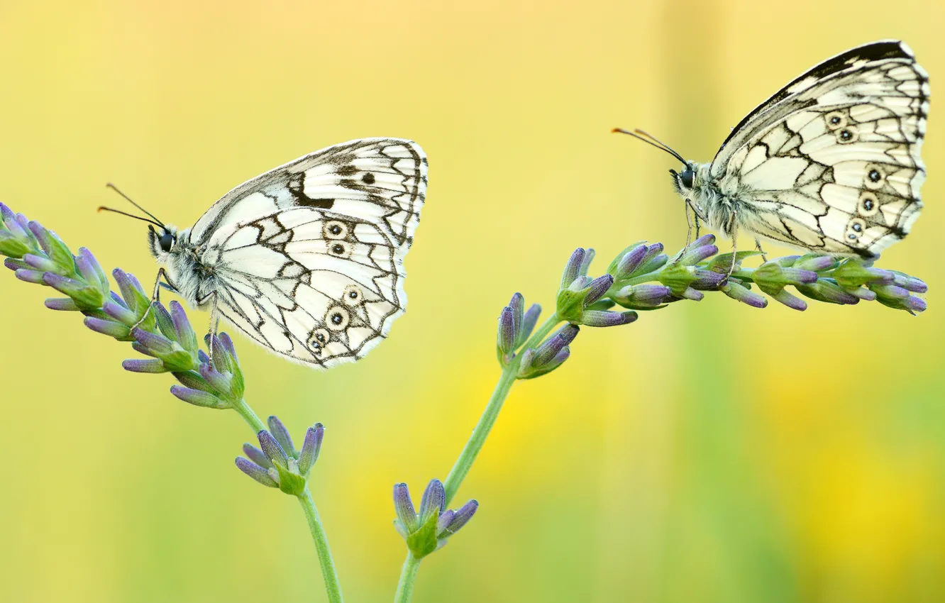 Photo wallpaper macro, butterfly, flowers, insects, yellow, background, butterfly, two