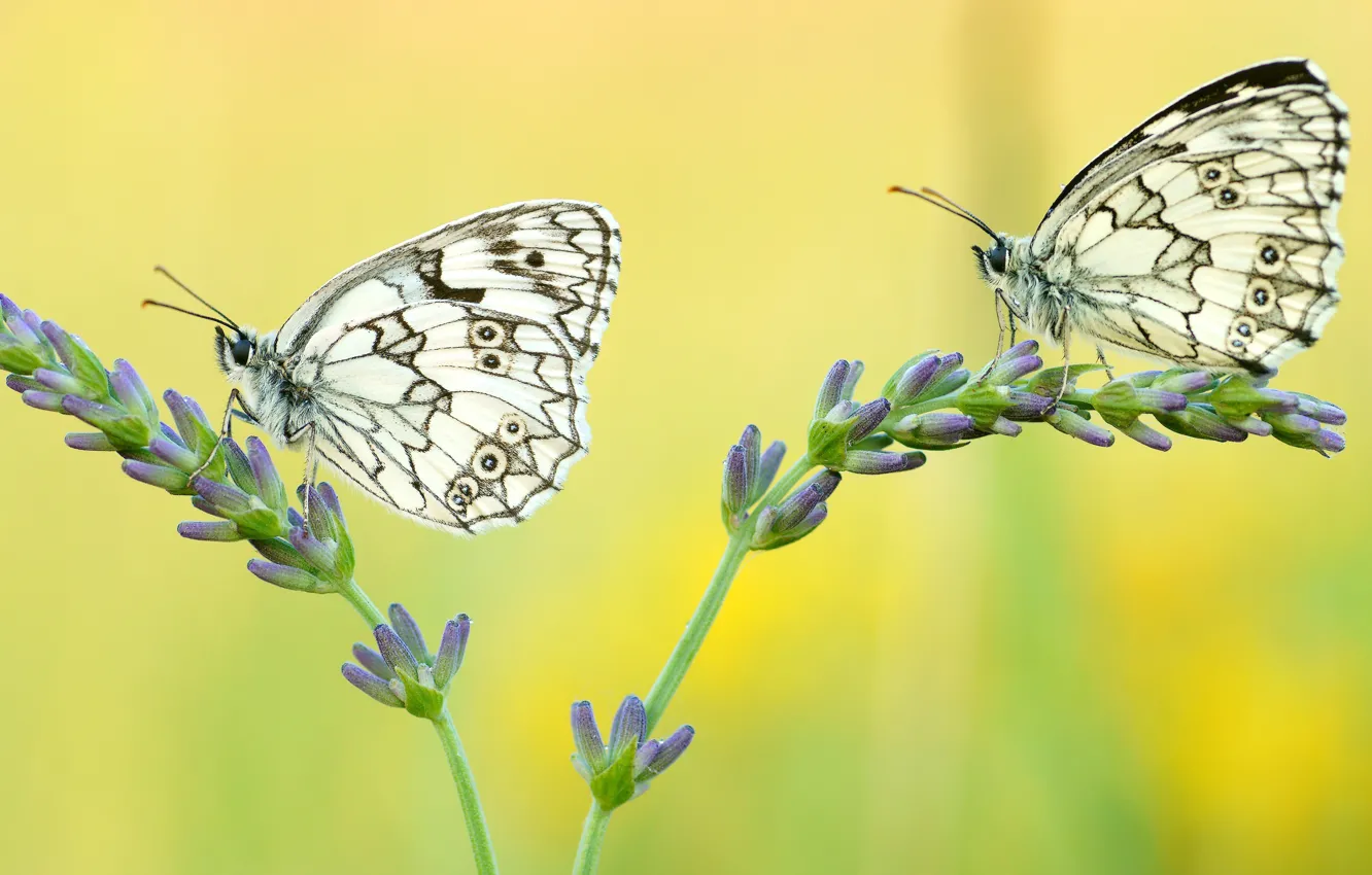 Photo wallpaper insect, flowers, macro, background, lilac, a couple, white, pair