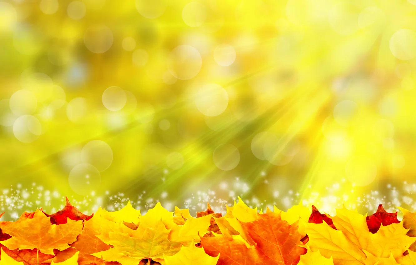 Photo wallpaper leaves, the sun, rays, colorful, autumn, leaves, autumn