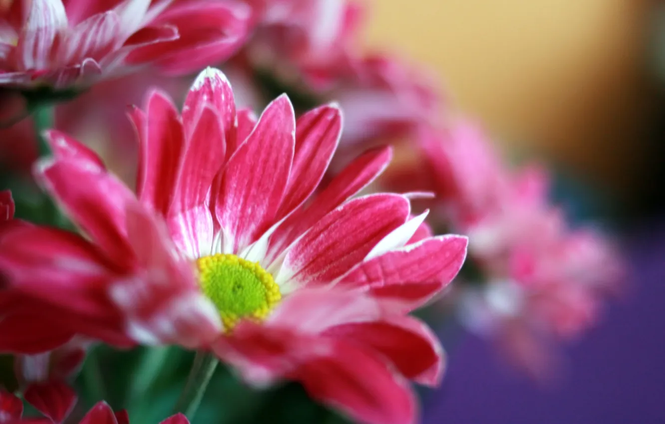 Photo wallpaper flowers, bright, bouquet, pink, chrysanthemum