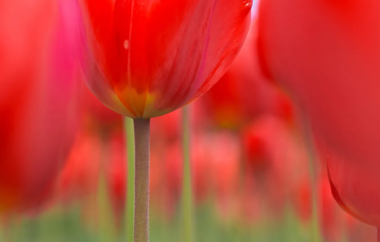 Photo wallpaper summer, light, background, tulips