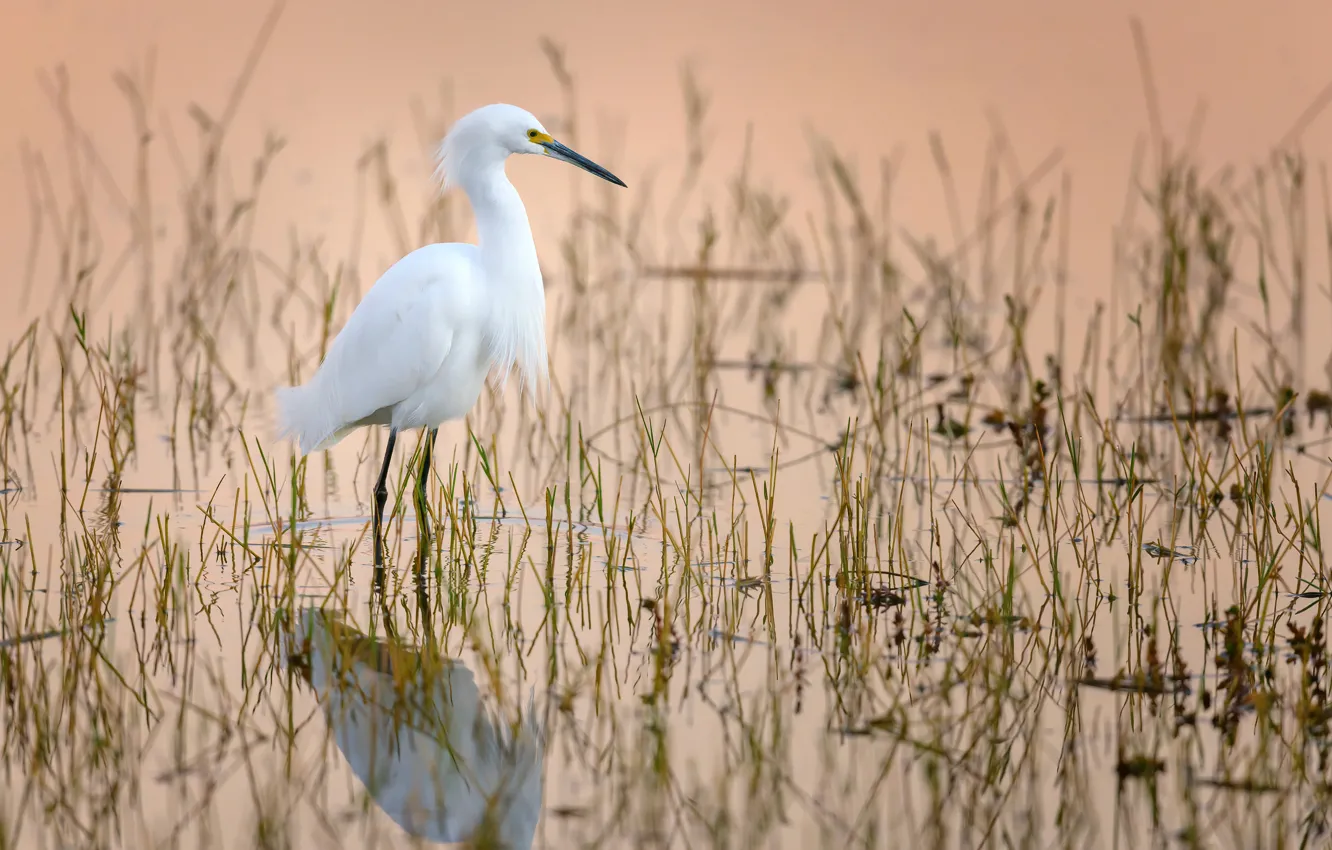 Photo wallpaper water, bird, beak, white American egret
