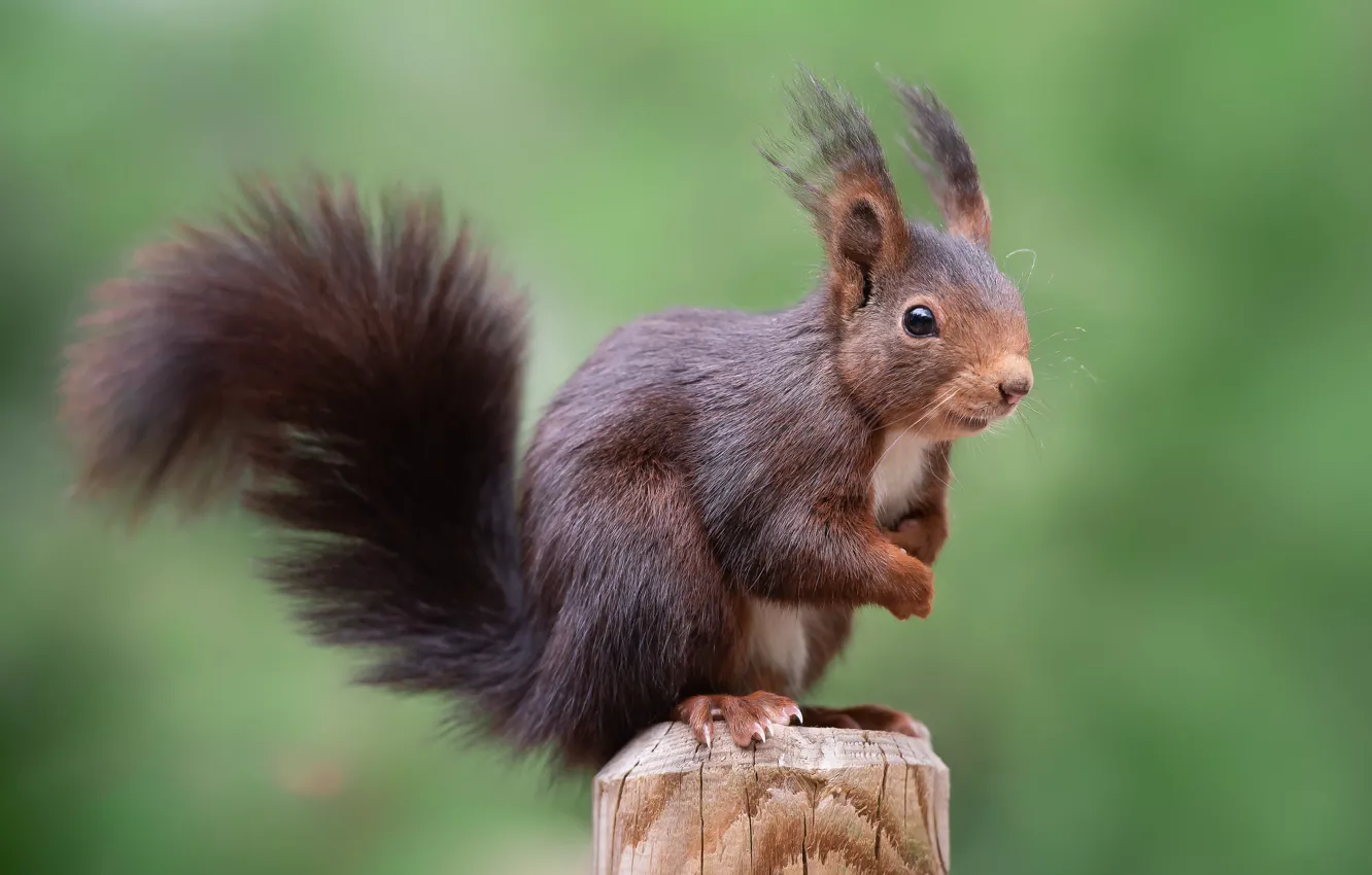 Photo wallpaper background, protein, columns