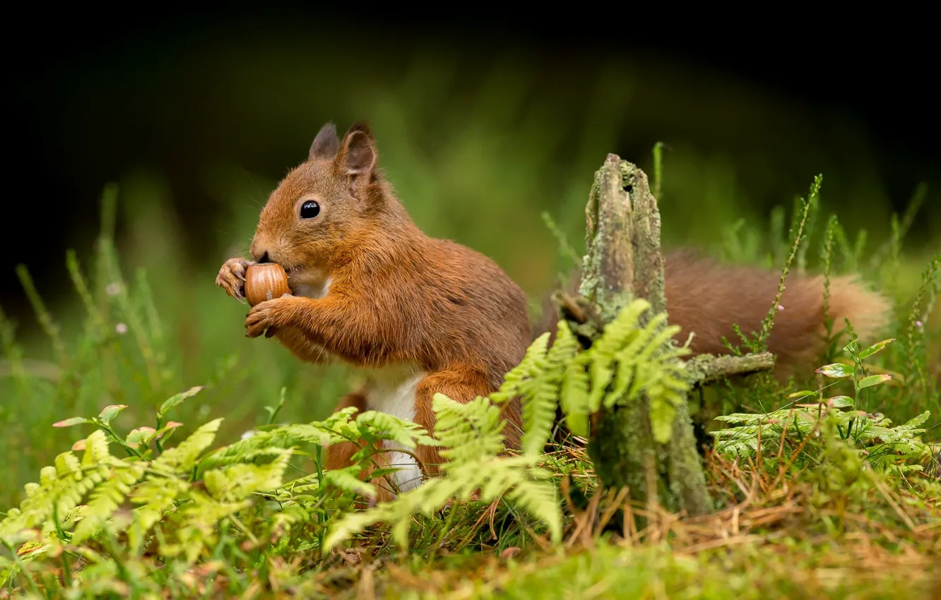 Photo wallpaper grass, protein, red, nuts