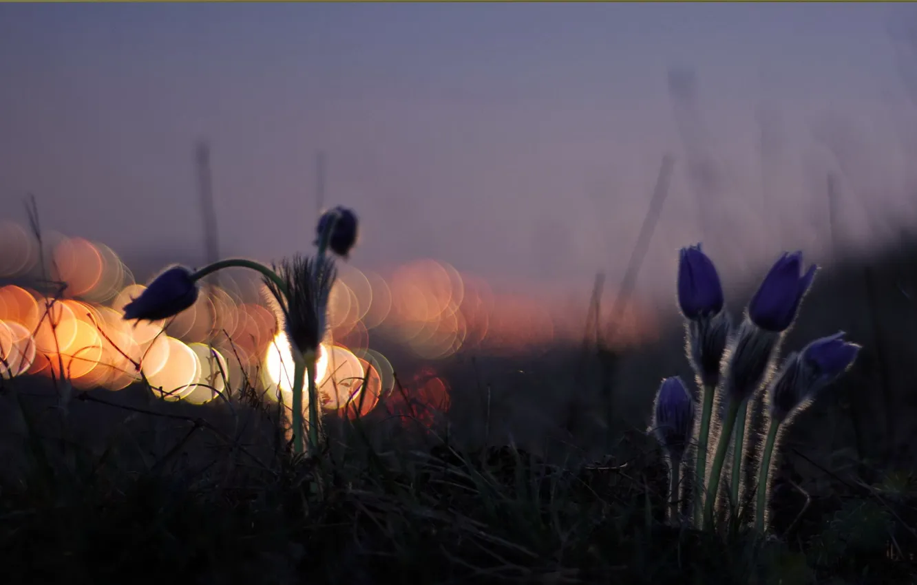 Photo wallpaper light, flowers, night, nature