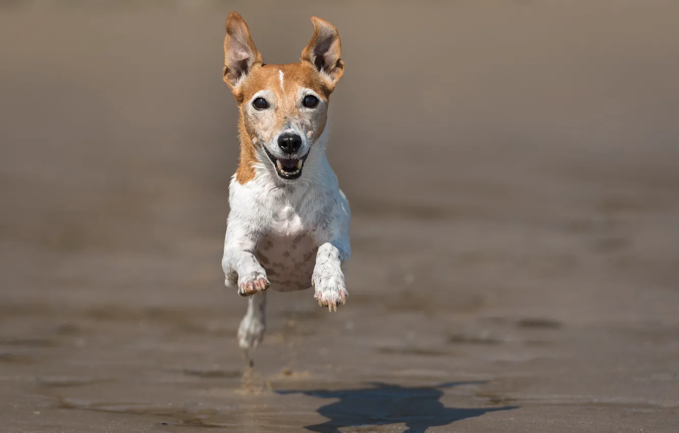 Photo wallpaper flight, mood, dog, running, Jack Russell Terrier