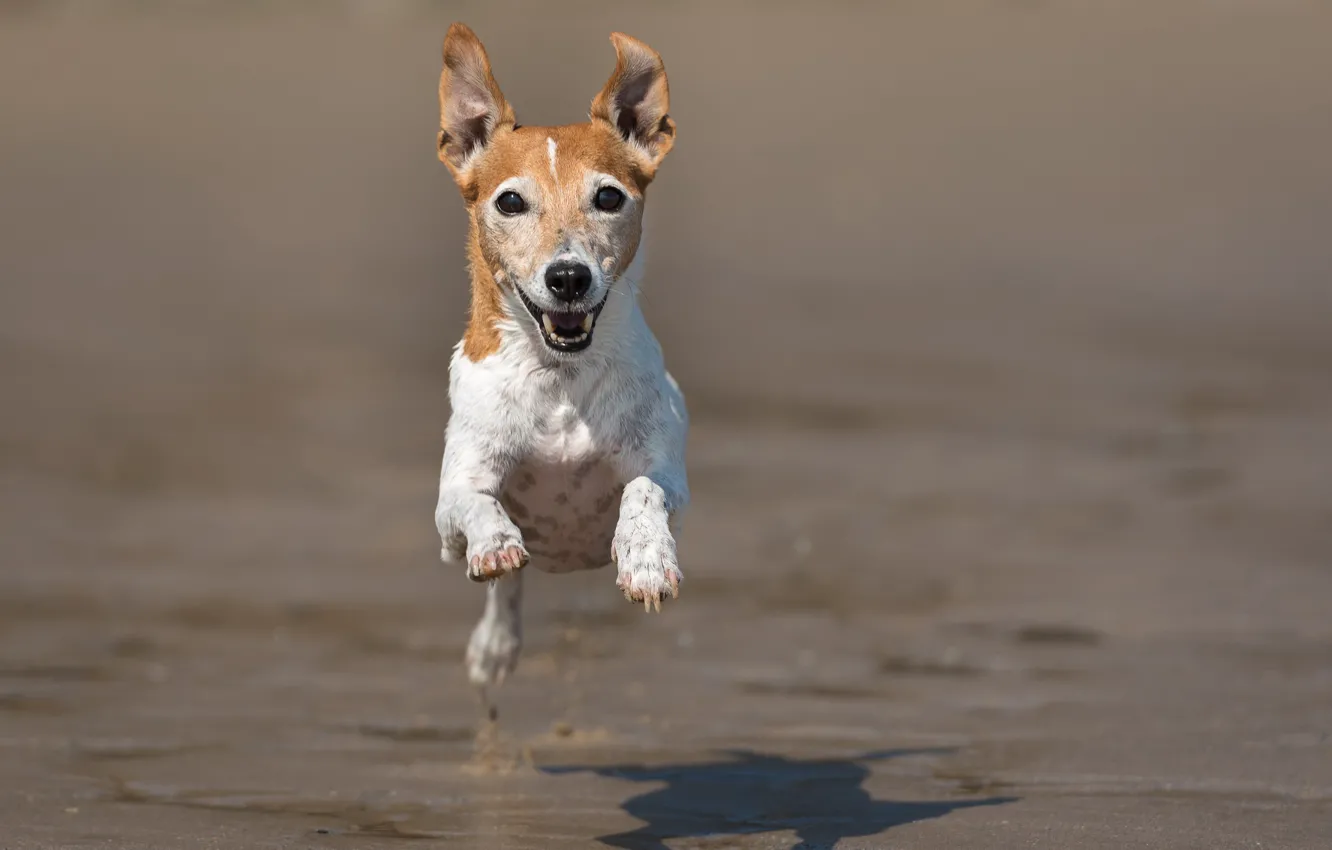 Photo wallpaper mood, dog, running, flight, Jack Russell Terrier
