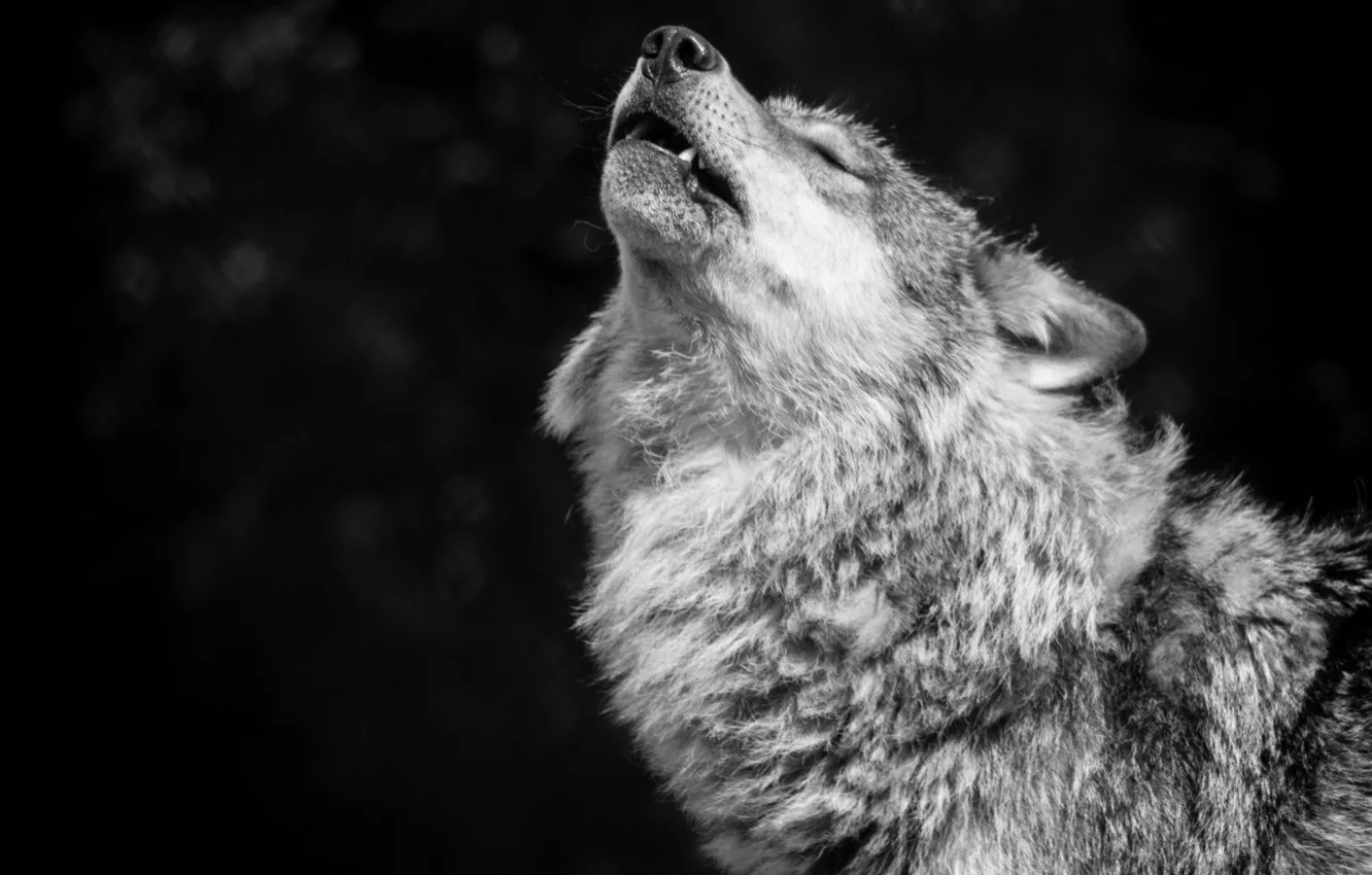 Photo wallpaper Predator, nature, Gray Wolf, animal, wolf, wildlife, portrait, portrait.