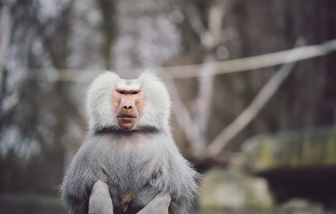 Photo wallpaper silver, beautiful, baboon, hamadryas