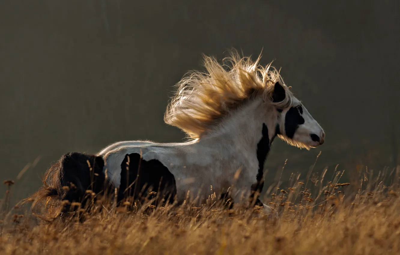 Photo wallpaper field, light, nature, horse, horse, spikelets, running, mane