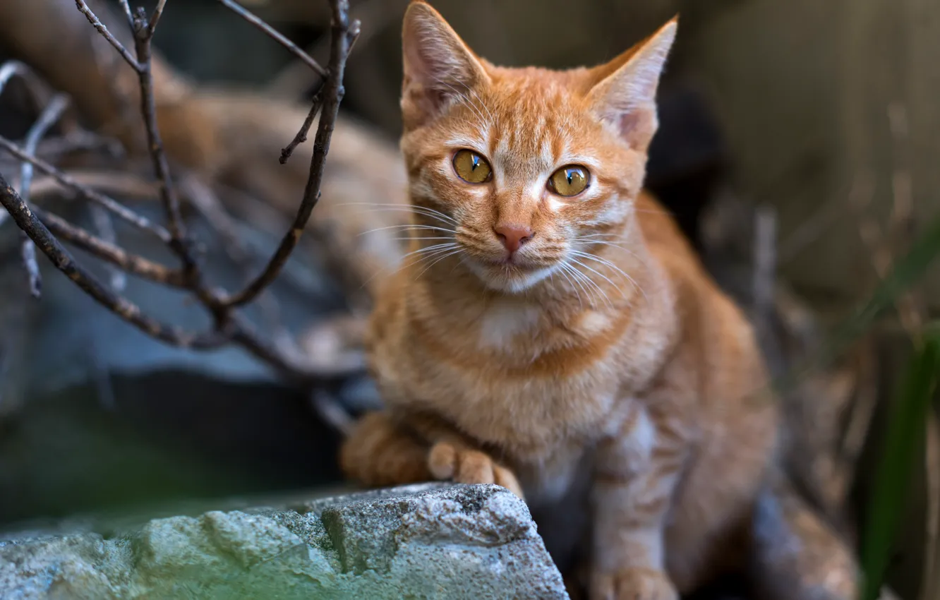 Photo wallpaper cat, cat, look, face, nature, pose, background, paws