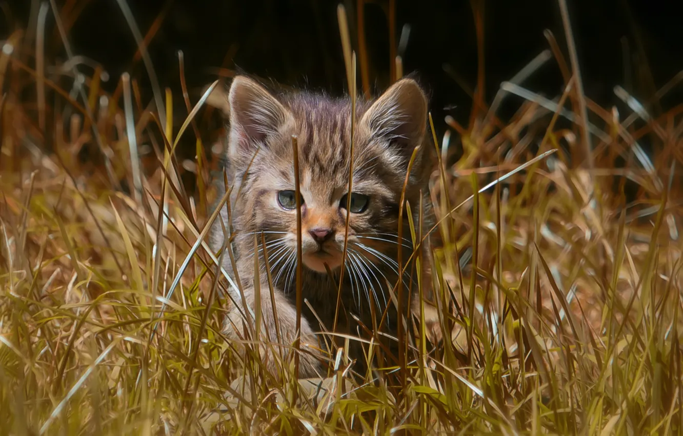 Photo wallpaper grass, walk, kitty, wild cat, forest cat