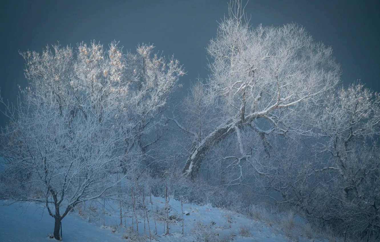 Photo wallpaper winter, frost, forest, snow, trees, haze