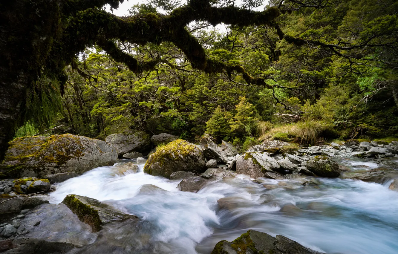 Photo wallpaper Nature, Trees, New Zealand, Stones, Forest, River