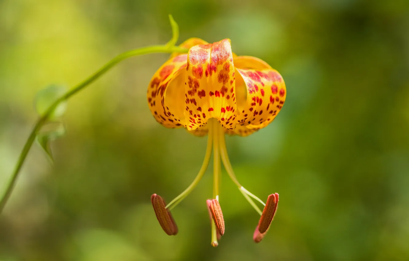 Photo wallpaper macro, background, Lily, stamens, bokeh, Lily Humboldt