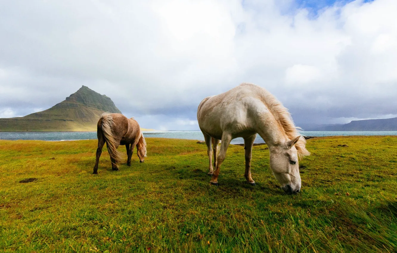 Photo wallpaper field, mountains, horses, horse, Iceland, grazing, Icelandic