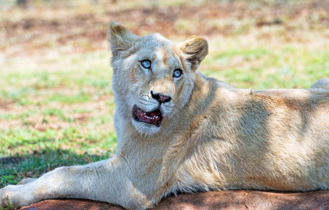 Photo wallpaper white, look, face, light, pose, paws, mouth, lies