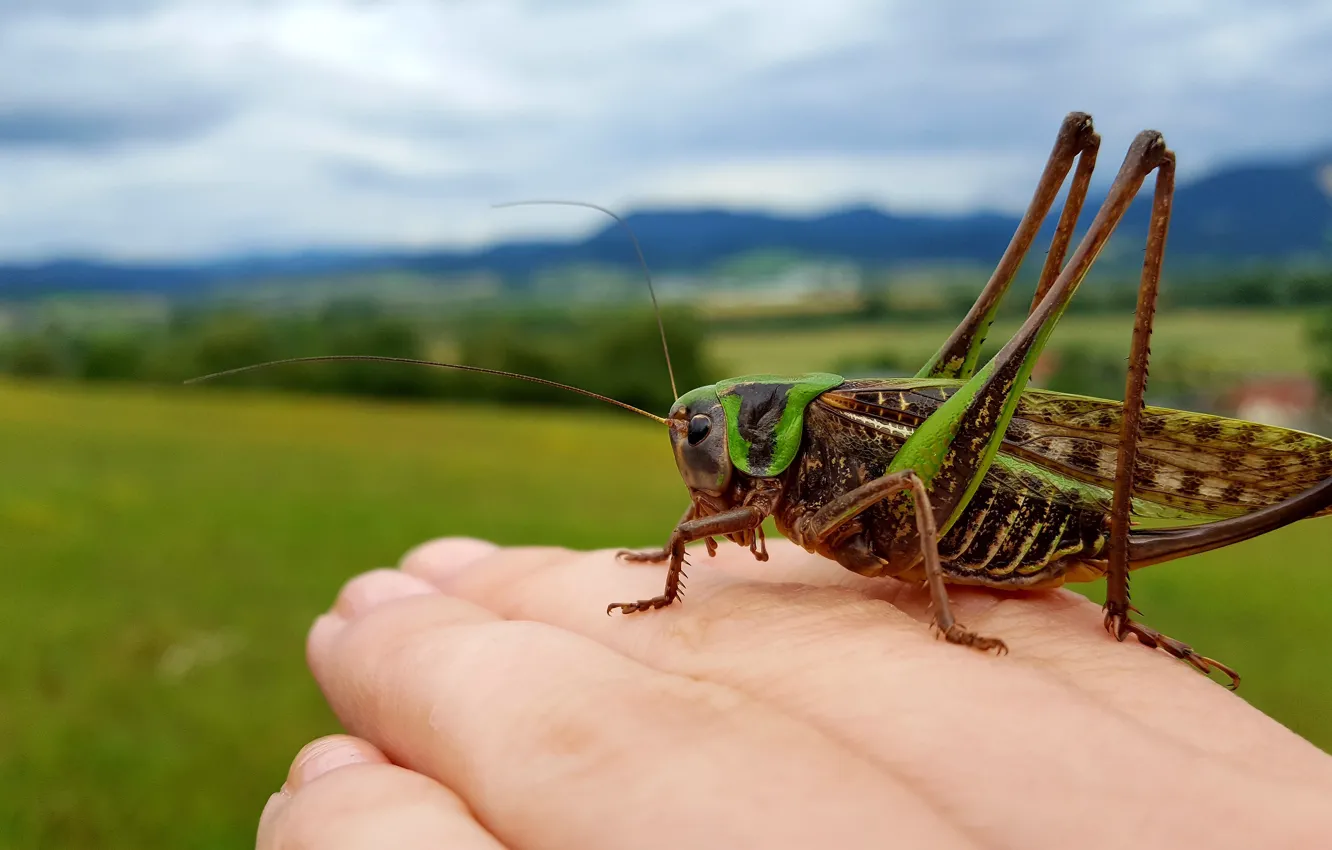 Photo wallpaper field, summer, the sky, clouds, macro, landscape, mountains, nature