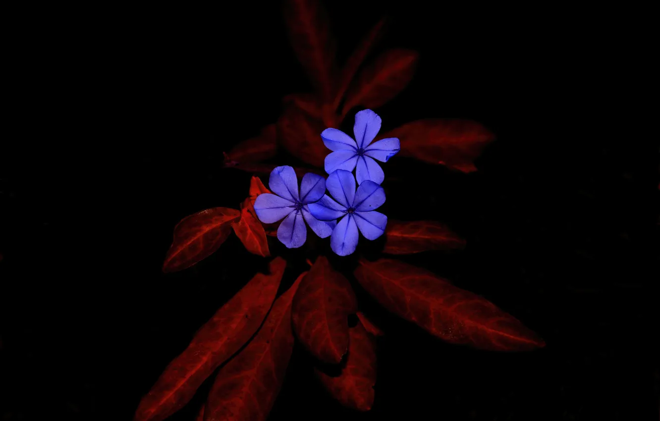 Photo wallpaper flowers, leaves, pomegranate, plumbago