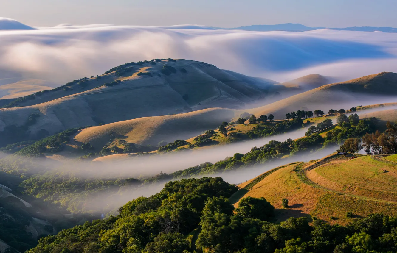 Photo wallpaper trees, landscape, nature, fog, hills