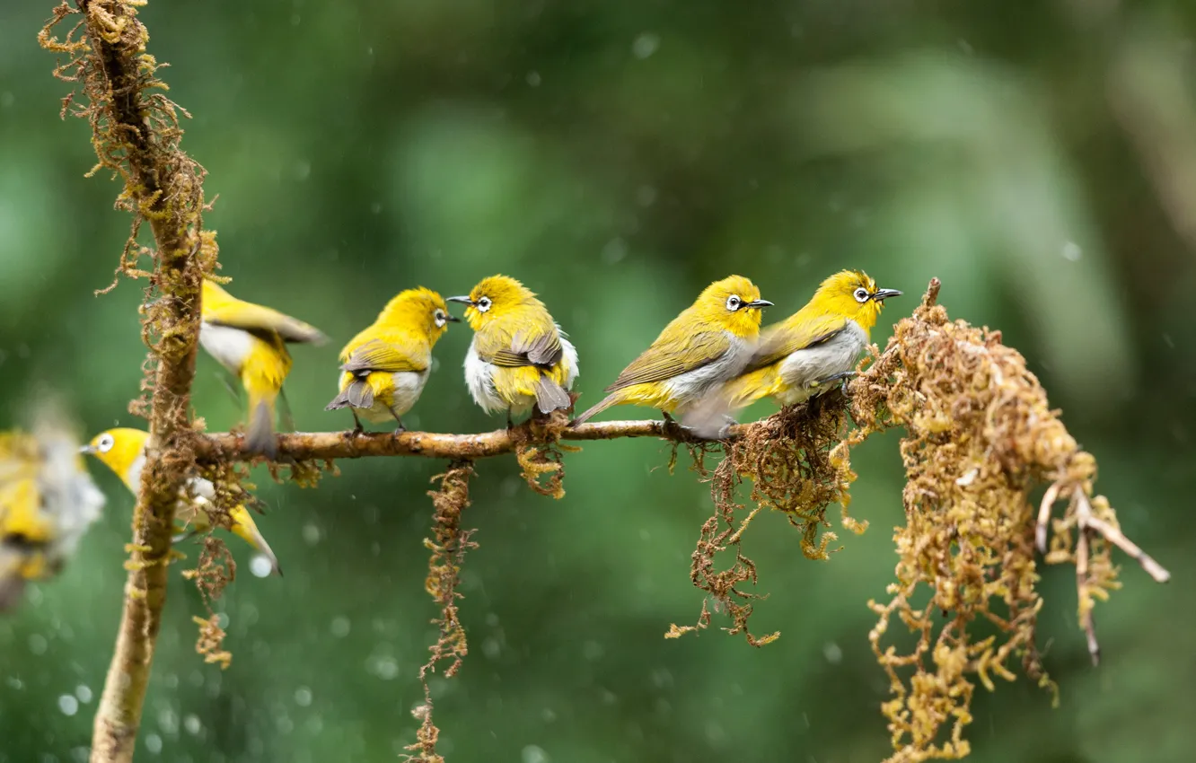 Photo wallpaper branches, yellow, bird, moss, flock, bokeh, Japanese white-eye, the Japanese white-eye
