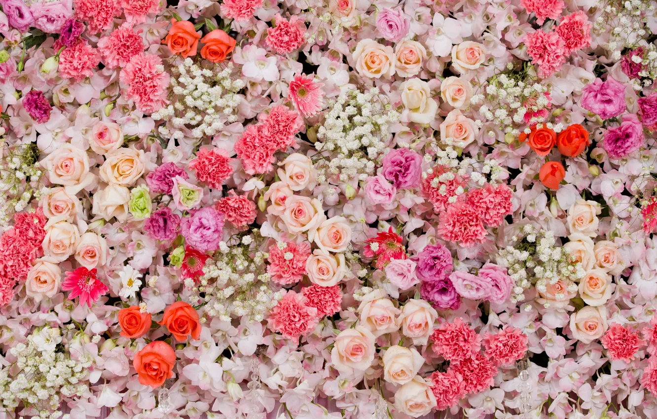 Photo wallpaper flowers, background, roses, colorful, pink, white, white, buds