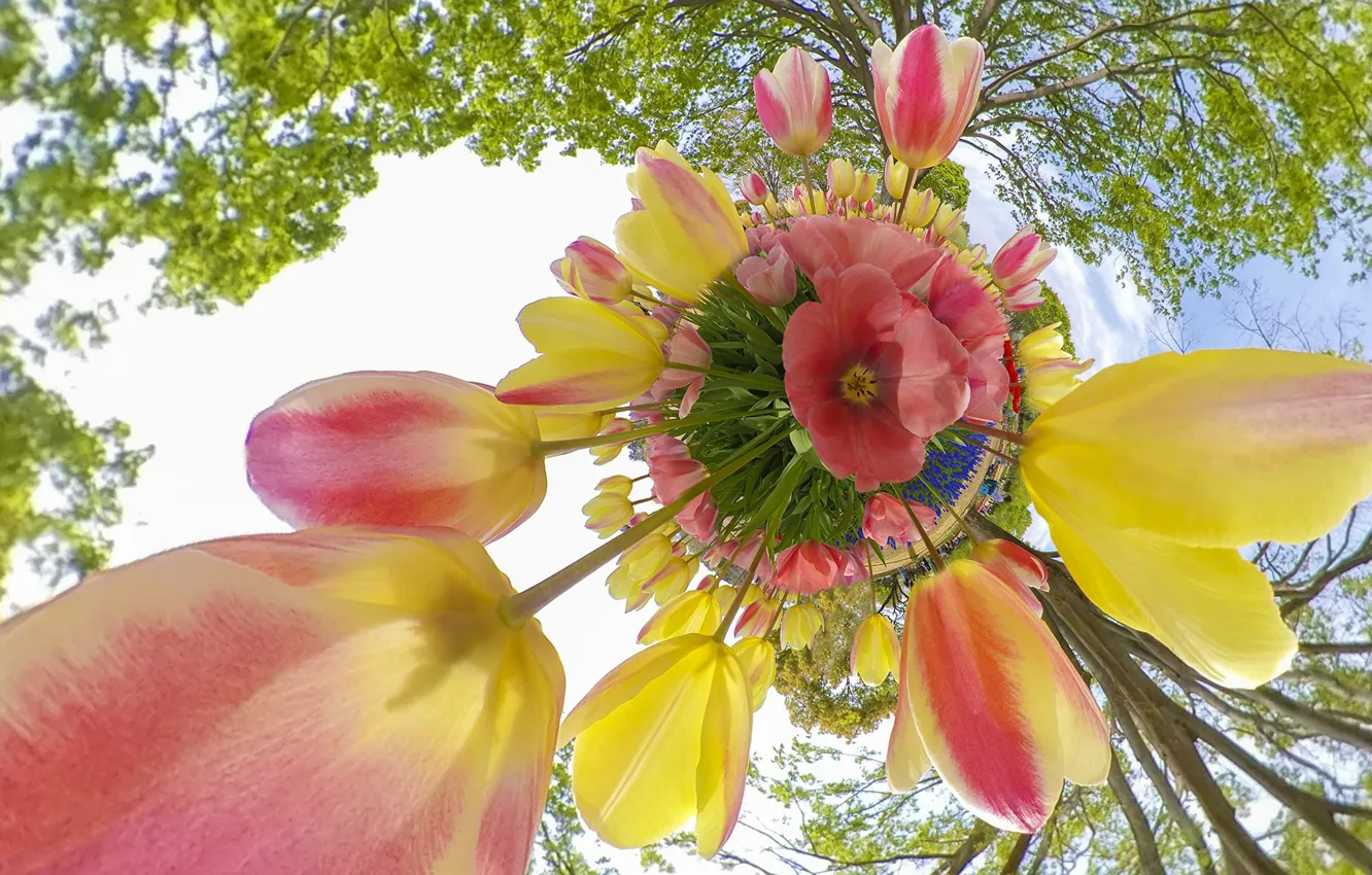 Photo wallpaper greens, the sky, leaves, clouds, light, circles, flowers, branches