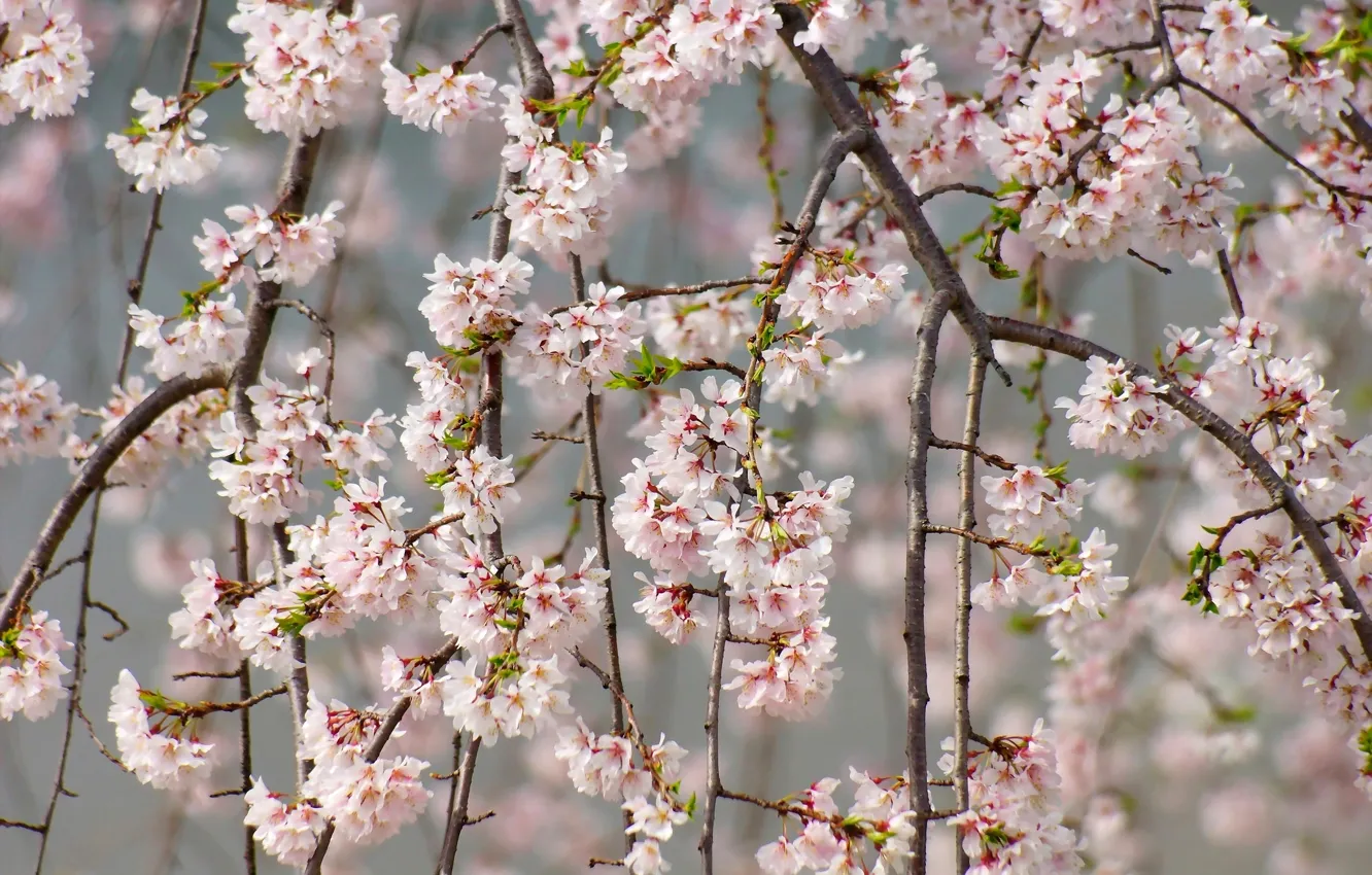 Photo wallpaper branches, cherry, tenderness, spring, Sakura