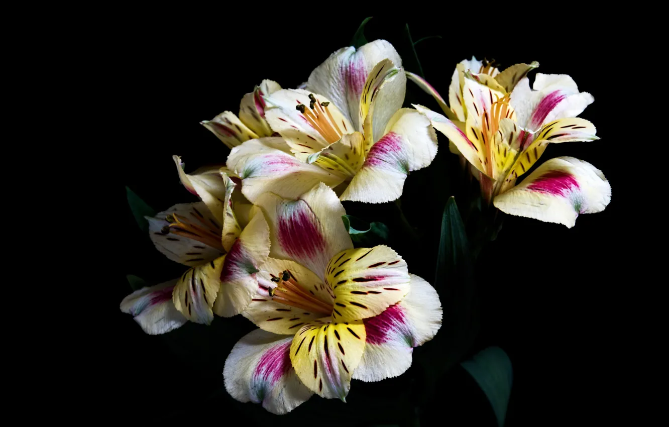 Photo wallpaper flowers, the dark background, alstremeria