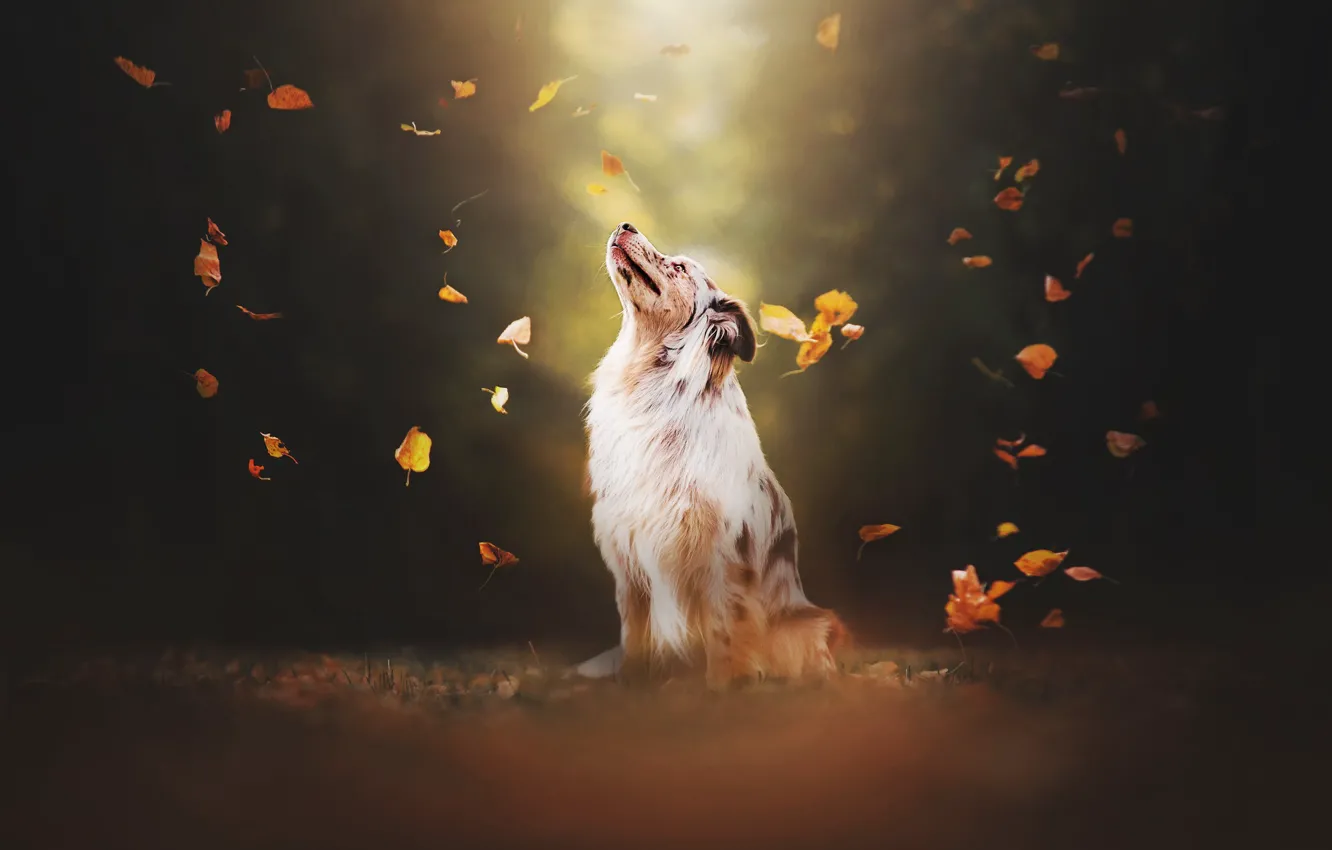 Photo wallpaper leaves, dog, bokeh, Australian shepherd, Aussie