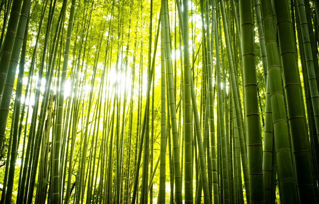Photo wallpaper forest, nature, bamboo