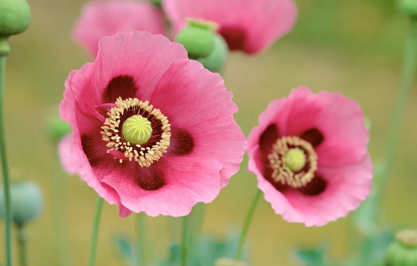 Photo wallpaper flowers, Maki, pink