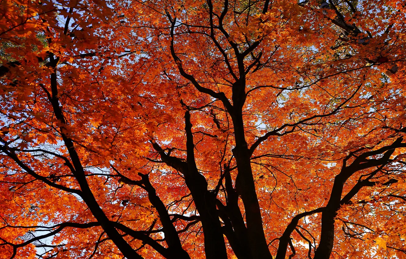 Photo wallpaper leaves, trees, branches, view, red, view, crown, maple