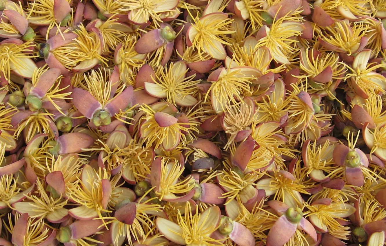 Photo wallpaper flower, petals, coconuts, pistils, stambs