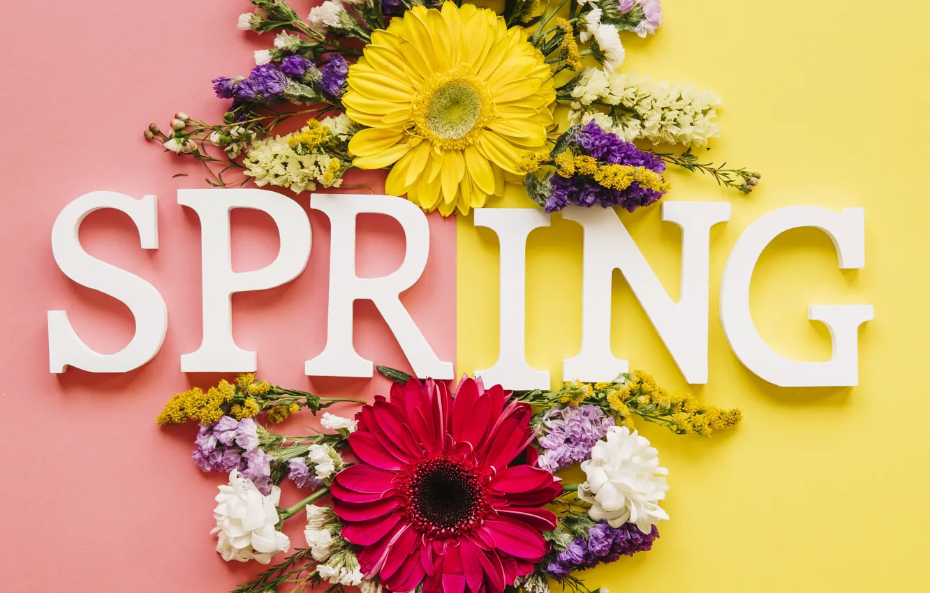 Photo wallpaper flowers, spring, colorful, chrysanthemum, flowers, spring, bright