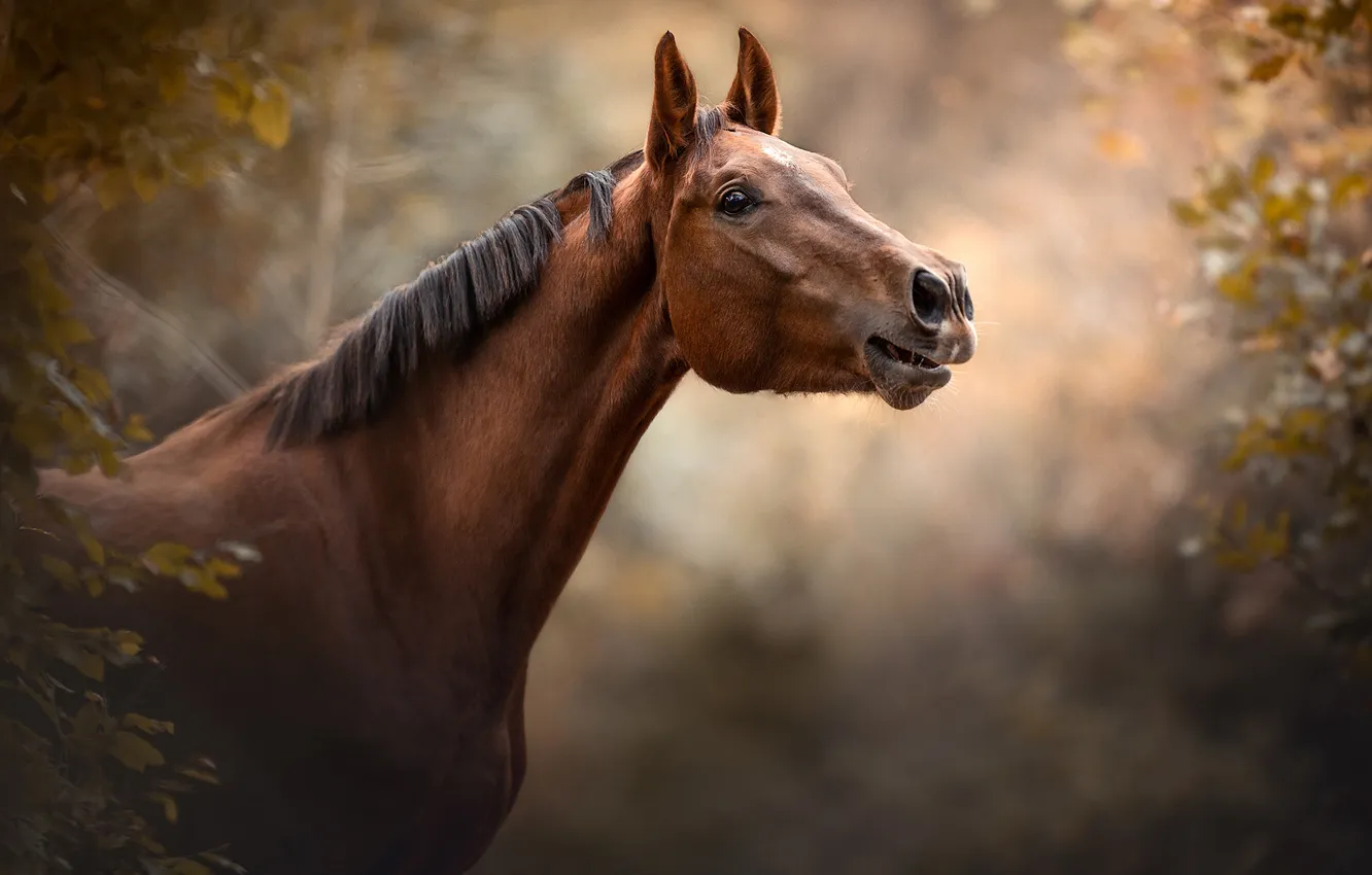 Photo wallpaper autumn, look, face, leaves, branches, nature, horse, horse