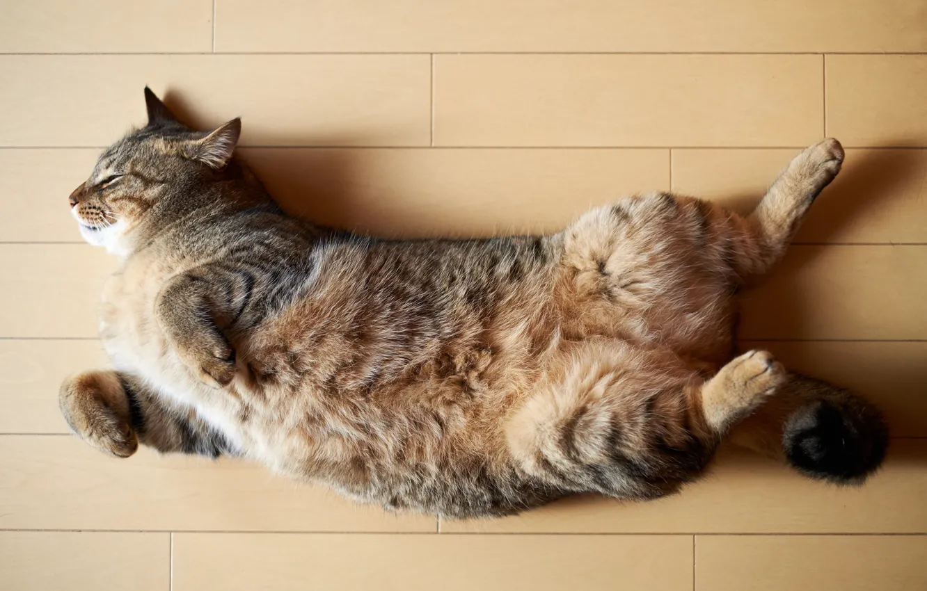 Photo wallpaper cat, cat, sleep, sleeping, on the floor, lying