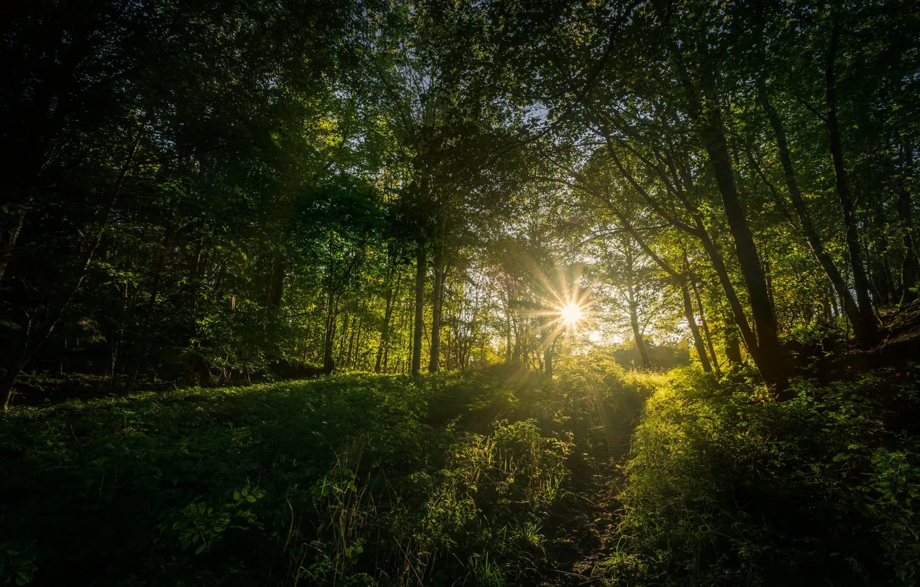 Photo wallpaper forest, grass, trees, the rays of the sun