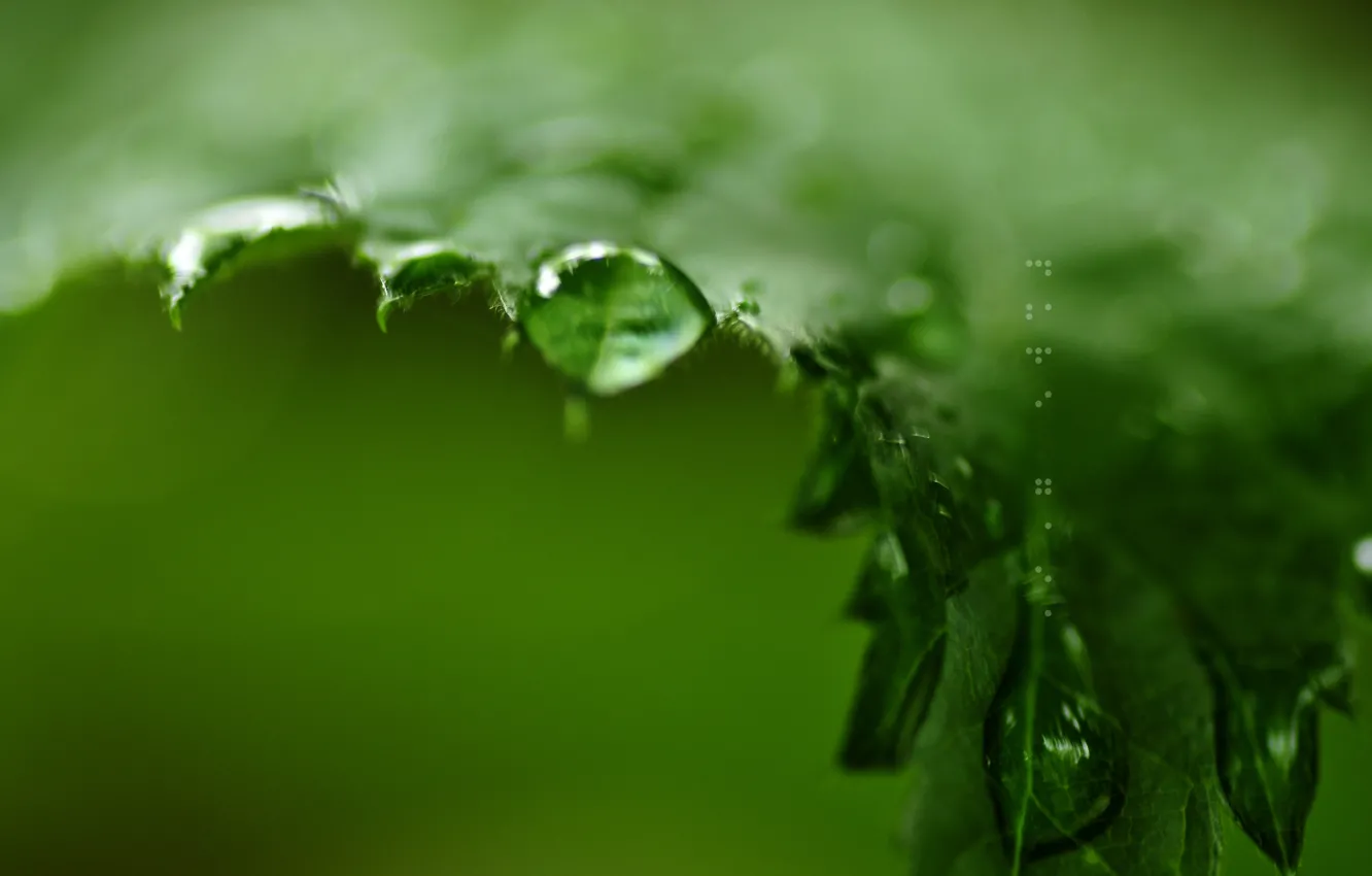 Photo wallpaper greens, drops, sheet